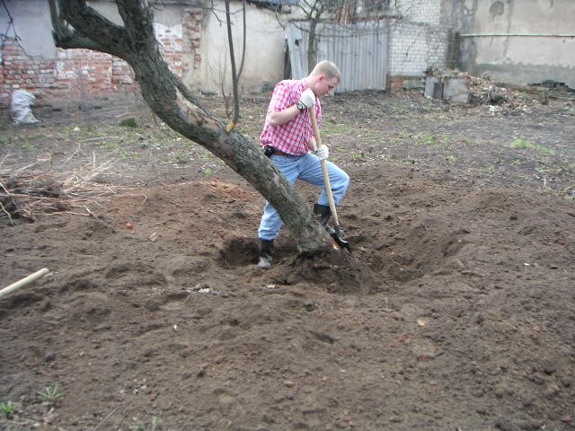 Tree removal