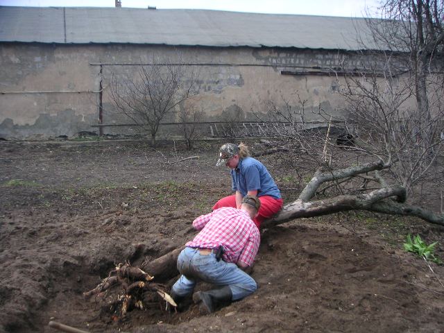 Tree removal