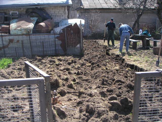 Planting grass