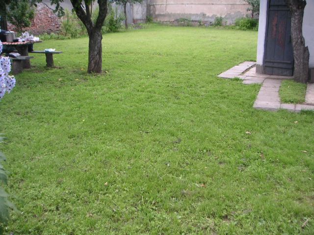 green lawn